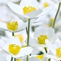 Hương hoa trắng